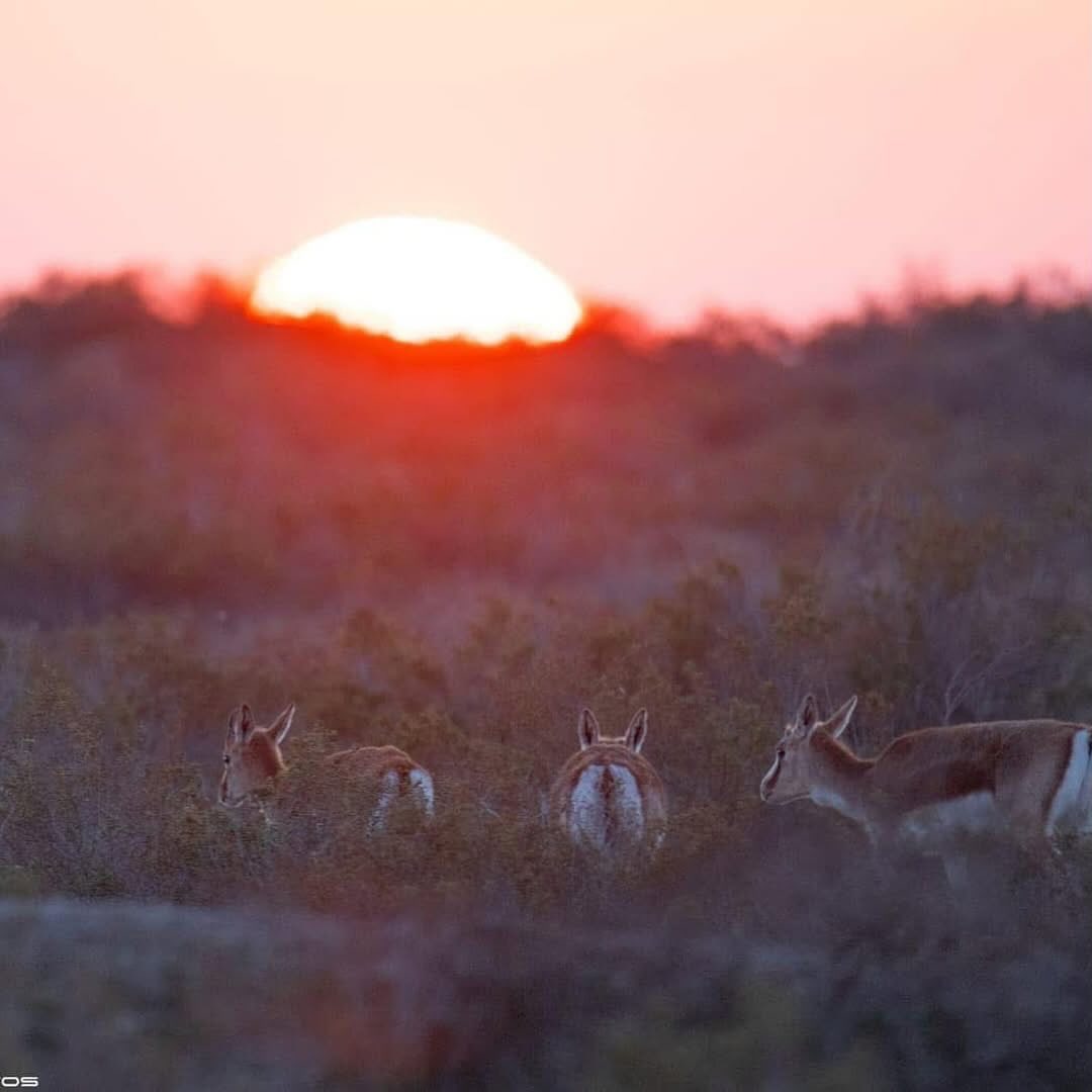 Şirvan Milli Parkından maraqlı görüntülər (FOTO)